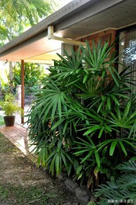 家里可以种棕榈树吗 家里适合种植棕榈树吗？