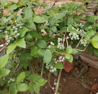 蓝莓可以种在院子里吗 院子里可以种植蓝莓吗？
