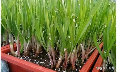 家里可以种韭菜吗 家里适合种植韭菜吗？