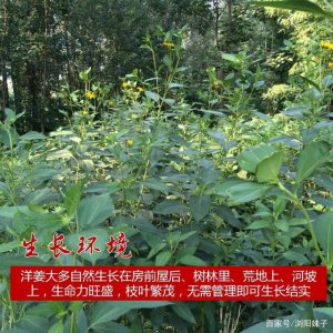 洋姜的生长环境及生长地方条件 洋姜的生长条件和环境