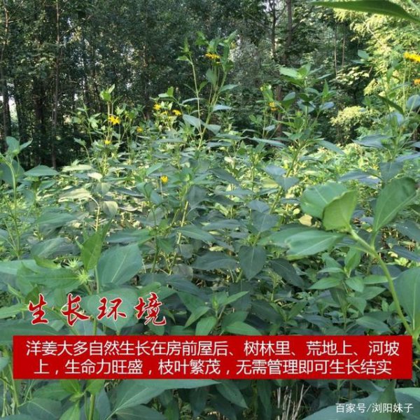 洋姜的生长环境及生长地方条件