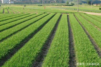 韭菜的生长环境及生长地方条件 韭菜的生长条件和环境