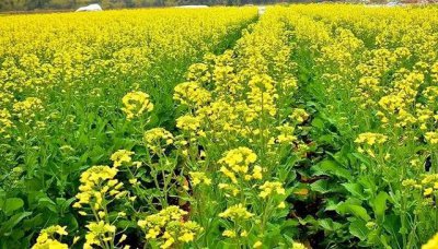 油菜花的生长环境及生长地方条件 油菜花的生存环境和适宜生长条件