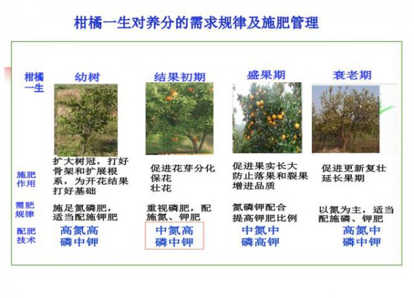 橘子的生长环境及生长地方条件