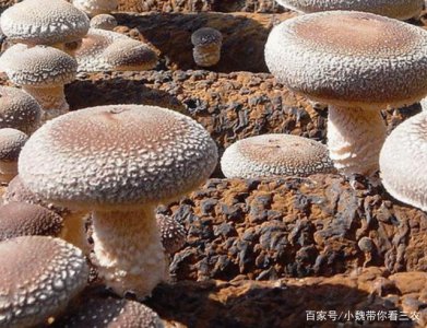 香菇的生长环境及生长地方条件 香菇的生长环境和适宜种植条件