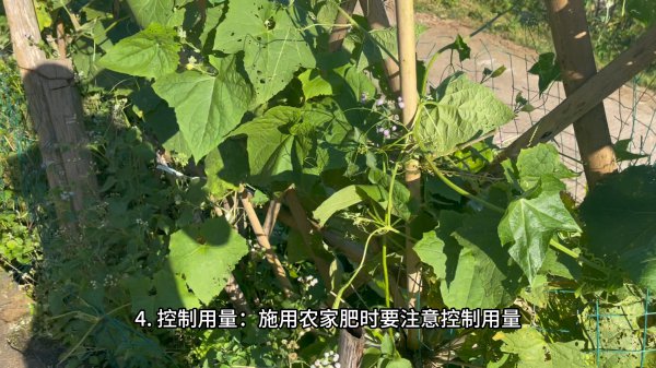 丝瓜生长期多长时间