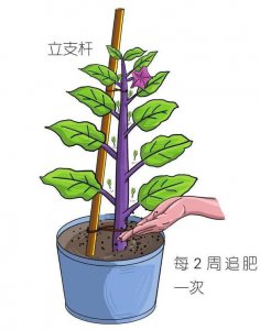 茄子生长期多长时间 茄子需要多长时间才能生长成熟？