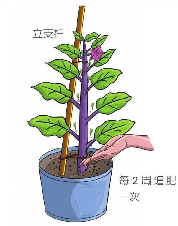 茄子生长期多长时间