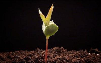 苹果发芽的过程 苹果生长的过程