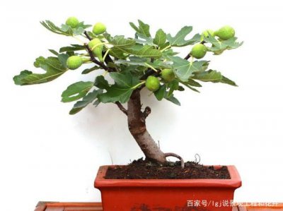 无花果用大盆还是小盆 用大盆还是小盆种无花果？