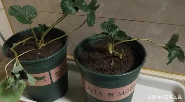 草莓用大盆还是小盆
