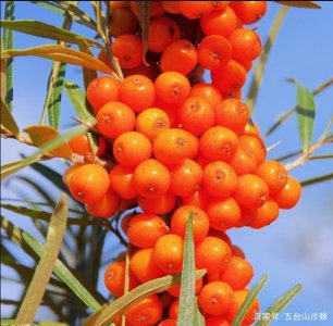 沙棘是水果还是蔬菜 沙棘是一种水果还是蔬菜？