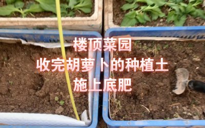 萝卜底肥放什么肥好 底肥施用方法