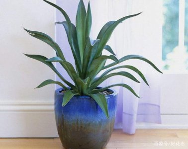 龙舌兰喜阴还是喜阳 龙舌兰是喜欢阴凉环境还是喜欢阳光环境？