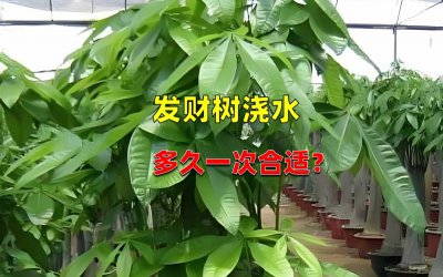 招财树怎么浇水方法 如何正确给招财树浇水？