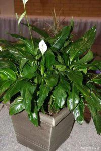 完全不需要阳光的植物 无需阳光的植物