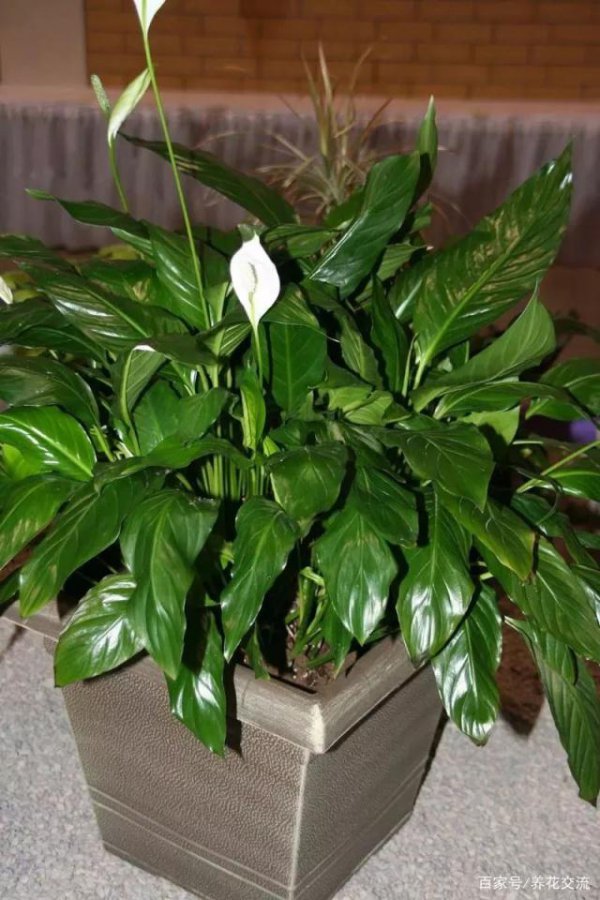 完全不需要阳光的植物