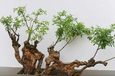 荆疙瘩怎么能栽活 如何栽种荆棘丛活下去