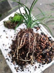 兰草换土时间和方法 兰草更换土壤的时间和步骤