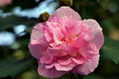 芙蓉花喜阴还是喜阳 芙蓉花喜欢阴凉还是阳光？