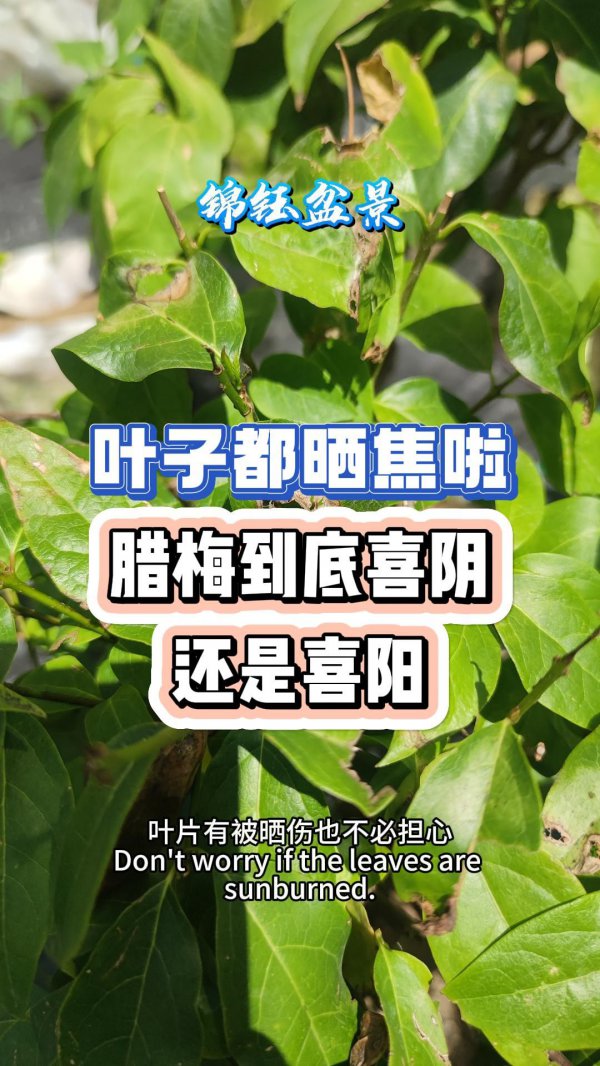 桑树喜阴还是喜阳