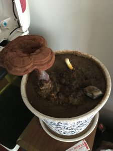 灵芝盆景栽培技术 灵芝盆栽栽培技巧