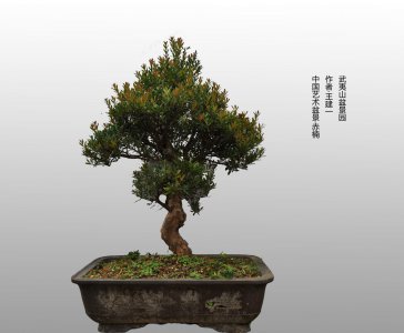 小叶赤楠喜阴还是喜阳 小叶赤楠更喜欢阴暗环境还是阳光环境？