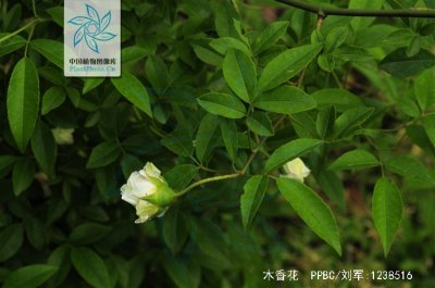 木香花喜阴还是喜阳 木香花适合阴湿环境还是阳光充足环境？