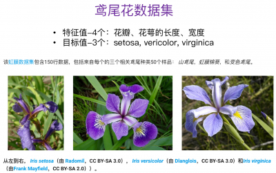 鸢尾花喜阴还是喜阳 鸢尾花喜欢阳光还是阴凉？