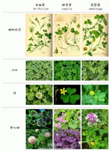 三叶草喜阴还是喜阳 三叶草适合阴光还是阳光？
