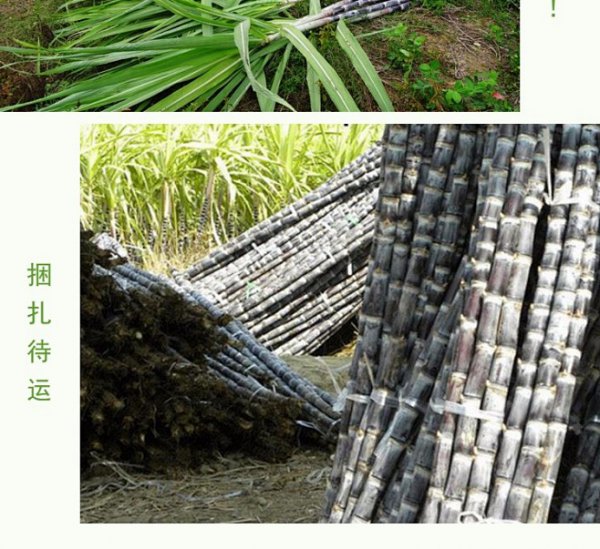 甘蔗喜阴还是喜阳