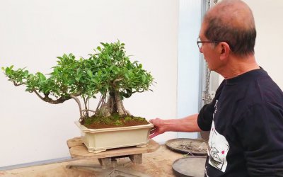 大叶榕树盆景怎么养护方法与注意事项