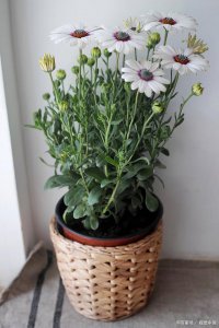 盆栽的菊花怎么养殖方法和注意事项