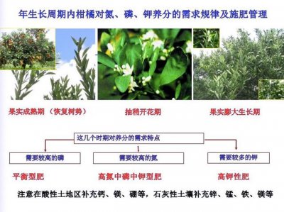 橘子生长环境条件及特点 橘子生长的环境要求和特性