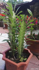 龙骨怎么养才开花 如何才能让龙骨开花？