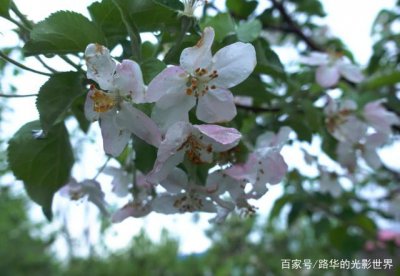 果树开花时能浇水吗 果树开花期需浇水吗？