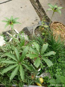 七叶一枝花生长环境条件及特点 七叶一枝花的生长环境及特征