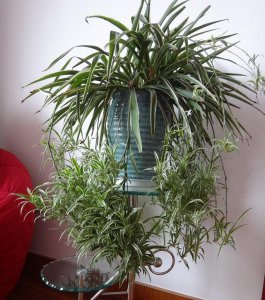 金边吊兰怎么养才开花 如何才能让金边吊兰开花？