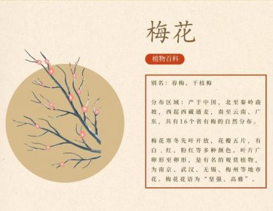 梅花生长环境条件及特点 梅花生长环境及特征