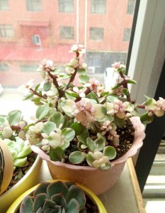 雅乐之舞怎么养才开花 如何培育雅乐之舞以促其开花？