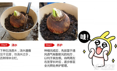 朱顶红怎么养家庭养法 如何正确养护朱顶红家庭种植