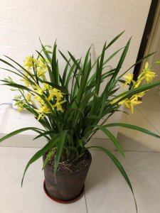 四季兰花怎么养殖才能长期开花 四季兰花如何养殖才能持续开花
