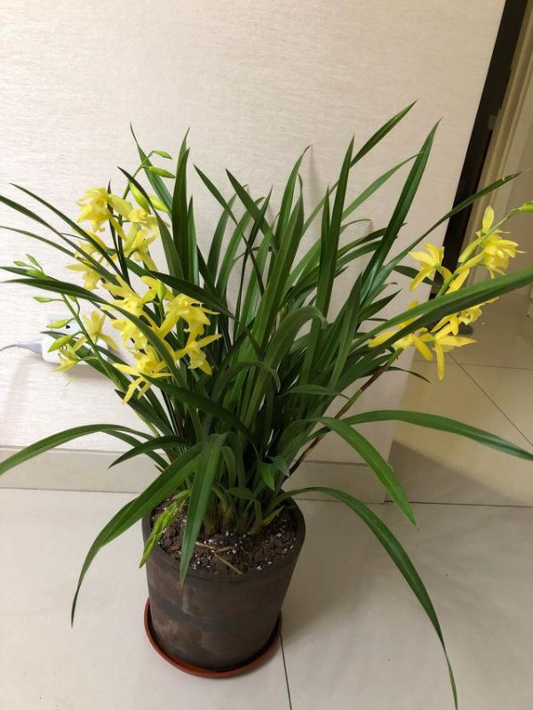四季兰花怎么养殖才能长期开花
