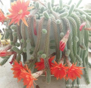 仙人指开花时能浇水吗 仙人指开花需不需要浇水？