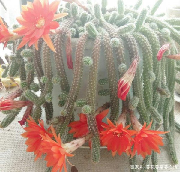 仙人指开花时能浇水吗