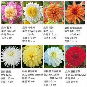 大丽花怎么养家庭养法 大丽花家庭养护指南