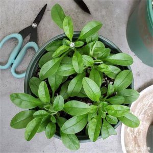 水晶草怎么养护方法 水晶草的养护技巧