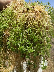 水苔怎么养殖方法 水苔的养殖技巧