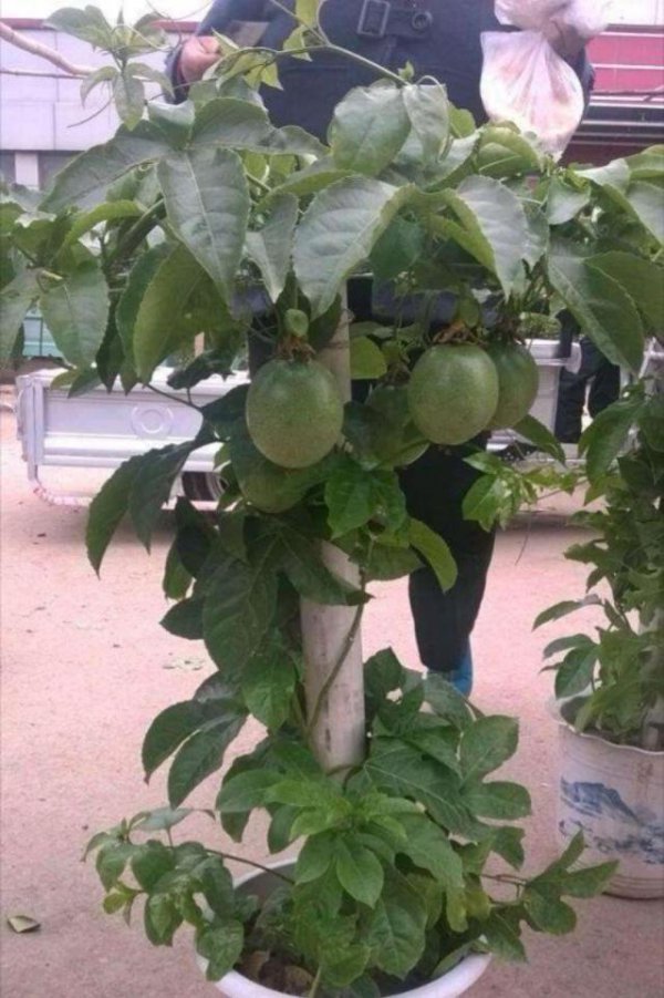 百香果浇什么肥最好