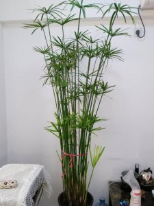 水竹怎么养殖长得好 水竹养殖技巧让它茁壮成长